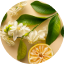 EXTRACT OF 8 ORGANIC PLANTS