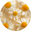 Chamomile