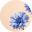 Cornflower