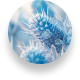 Sea Holly