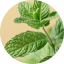 Peppermint