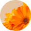 Calendula