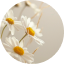 Anthemis