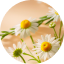 Organic Aloe Vera and Chamomile