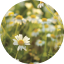 Wild Chamomile