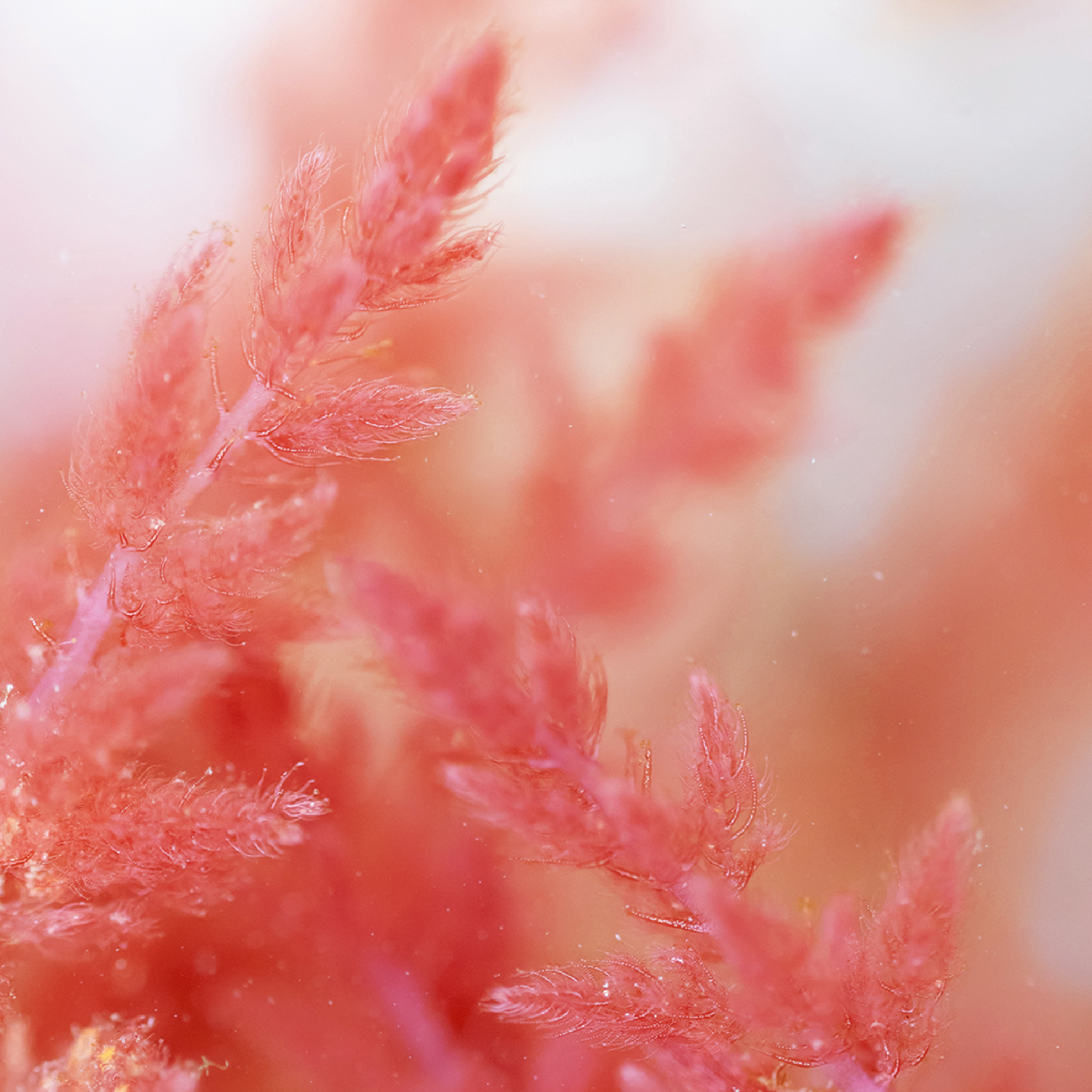 ANTI-BLEMISH SERUM SKIN WITH IMPERFECTIONS