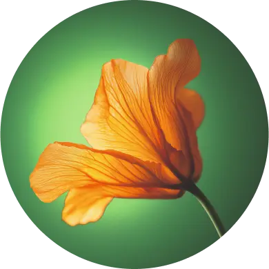 The Orange Nasturtium