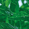 Purifying Cleansing Gel