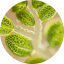 Tetraselmis Micro-Alga