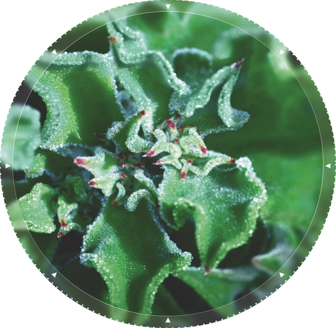 The Ice Plant