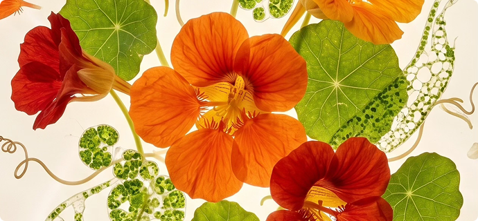 Nasturtium & Tetraselmis Micro-Algae