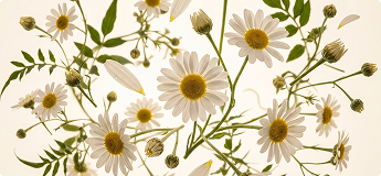 Anthemis