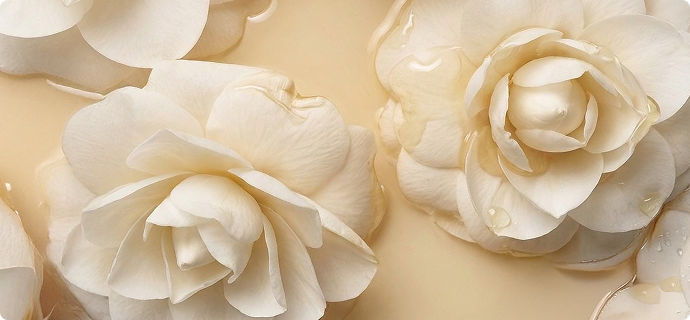 Camellia Oil